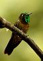 Hummingbird Garden Photo: Tyrian Metaltail